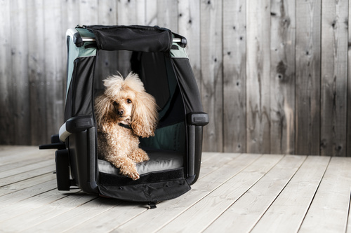 Przyczepka rowerowa dla psa - Thule Bexey M do 35 kg - Haze green